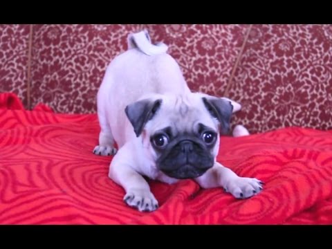 Puppies Barking Compilation - Cute Dog Barking Videos [NEW]