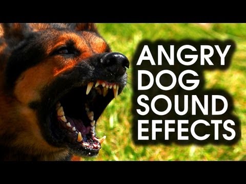 Angry DOG Bark & Growl Sound Effects [High Quality]