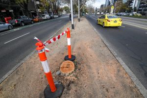 The Age, News 07/06/2017, picture by Justin McManus. Tree removal on St Kilda rd for the construction of the Metro Tunnel.