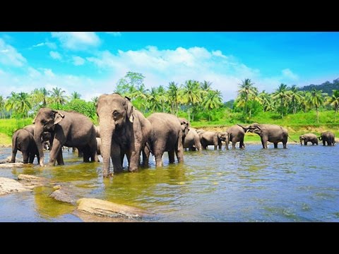 Nature Documentary 2017 || Wild Sri Lanka: Land of Lakes - BBC Wildlife Documentary 2017