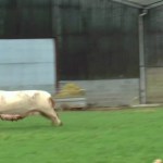 An Elated Pig and Her Six Piglets Rescued From Slaughter Gleefully Romp Around Their New Home