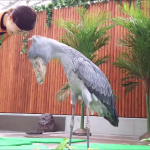 A Statuesque Shoebill Stork Sweetly Mimics the Movements of a Visiting Keeper