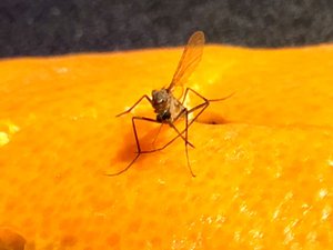 A mosquito lands on an orange peel. Taken on March 2017.