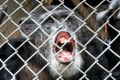 Former circus performer Tommy in a cage at a trailer lot in Gloversville, New York.