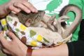 Environment and Energy Minister Josh Frydenberg met Berry the Bettong at Mulligans Flat Wooland Sanctuary in Canberra on ...