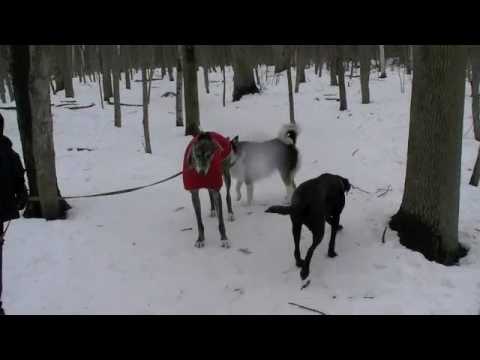 Comportementaliste canin: Signaux d'apaisement chez le chien