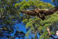 Craig Webb runs a raptor refuge in Tasmania.