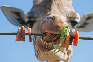 Giraffe Ellish is fed with a vegetarian kebab at London Zoo, 