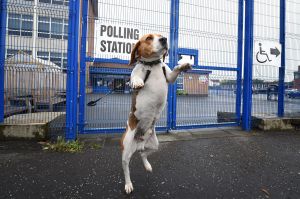 Toby, a beagle cross waits for his master outside a polling station in Belfast.