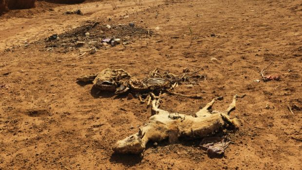 Dead goats lie on a dried up river bed in Somaliland.