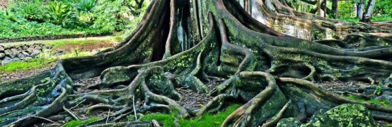 twisting tree roots in green setting