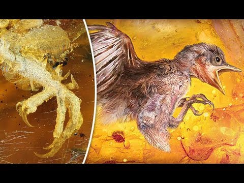 100 MILLION Year Old BABY BIRD Found Trapped In Amber