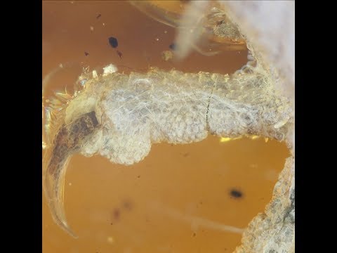 Bird preserved in amber for 100 million years