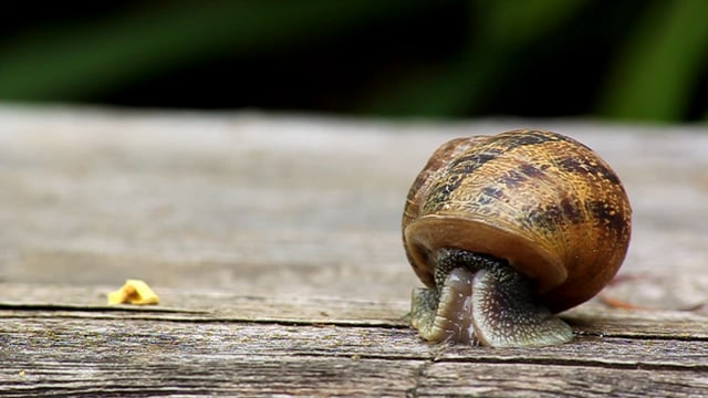 Snail