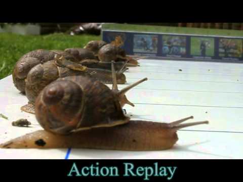 2012 Race Night - Race 2, The Snail Race