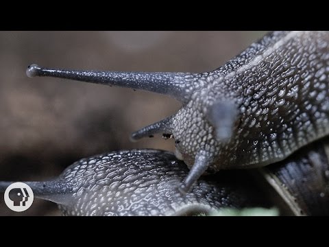 Everything You Never Wanted to Know About Snail Sex  |  Deep Look