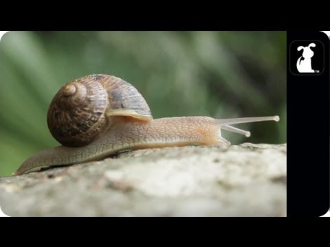 AWOLNATION - Sail Parody - ASHELLNATION - Snail Petody