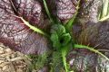 Gita Curnow's red mustard plant at COGS Charnwood plot.