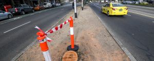 Tree removal on St Kilda Road for the construction of the Metro Tunnel.