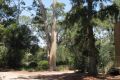 The benefits of a leafy canopy are manifold, says Dr Greg Moore.