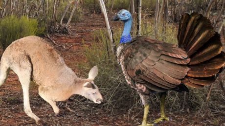 Reconstruction of Progura gallinacea next to a grey kangaroo.