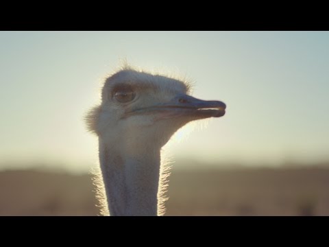 Samsung Official TVC: Ostrich