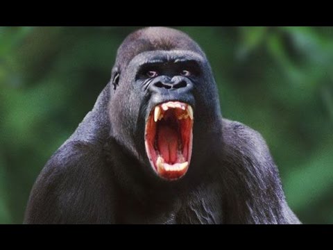 FUNNY Animals Talking & Screaming Like Humans! Yelling Dogs Cats and Animal COMPILATION!