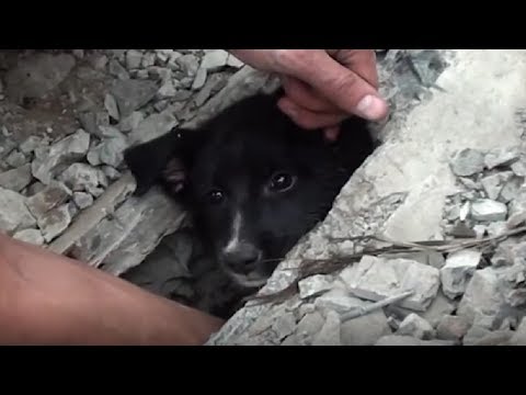 Real Life Heroes Compilation (Animal Rescue)