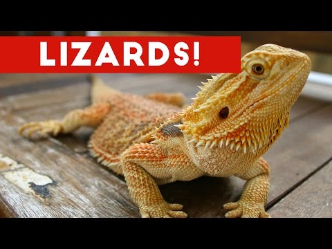 Funniest Lizard & Reptile Blooper & Reaction Videos of 2017 Weekly Compilation | Funny Pet Videos