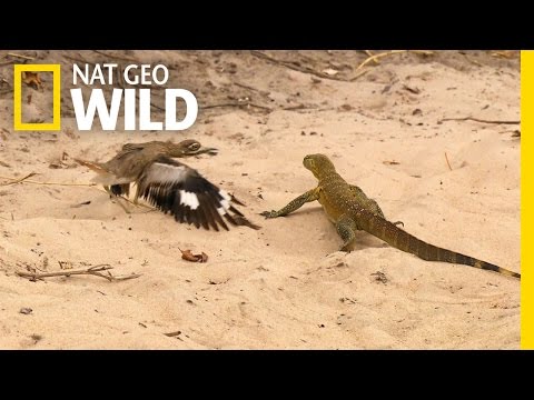 Bird vs. Lizard | Real Angry Birds