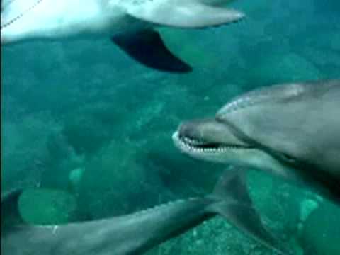 Wild dolphin in Tokyo islands    ~ jaw2