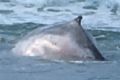 NPWS responding to stranded 8m humpback whale at Sawtell