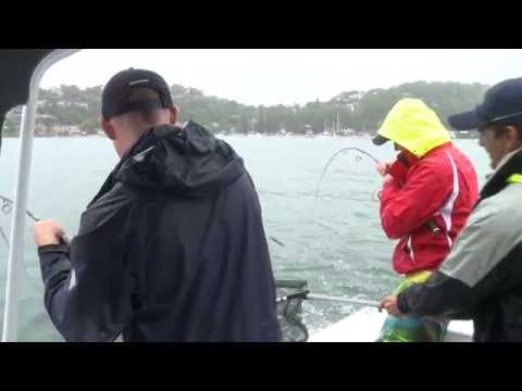 Fish & Hunt Kingfish Pittwater