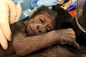 This photo provided by the Philadelphia Zoo shows a newly born western lowland gorilla resting on its mother Kira in ...
