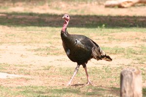 Wild Turkey   wnhires (rhubie)