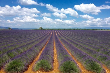 Lavender fields in  in Provence, France.