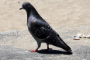 The pigeon, similar to this one, is now flying free thanks to Mangere firefighters.