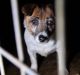 A puppy waits behind bars at Frazer "puppy farm," in conditions rife with disease and malnutrition 