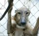 Trapped in the Canidrome: Sam Cauchi said he did not ask questions about where the dogs ended up after he exported them.