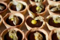 Chocolate tartlets topped with cape gooseberries at Habituel. 