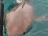 White Pointer shark seen circling a fishing boat of Brown Beach , South Australia . Picture: Andrew Russell