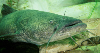 Catch a flathead catfish in the James River, and you’d better throw it back. Photo courtesy U.S. Fish and Wildlife service