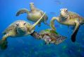 Green turtles swimming in the Great Barrier Reef, Queensland. 