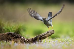  A Cuckoo flies from a perch in woodland on Thursley Common, England.