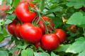 Tomato prices have surged after Cyclone Debbie.