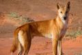 Native animals such as the bilby have co-existed with dingoes for 4500 years, yet are threatened by introduced species ...