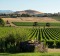 The rolling hills of De Bortoli.