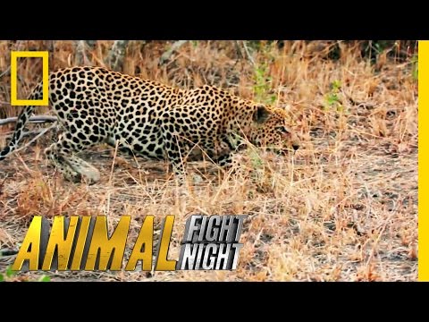 It's a Leopard Stakeout | Animal Fight Night