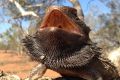 The Australian bearded dragon.