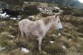 Brumbies in the high grasslands near Kiandra in the Snowy Mountains.